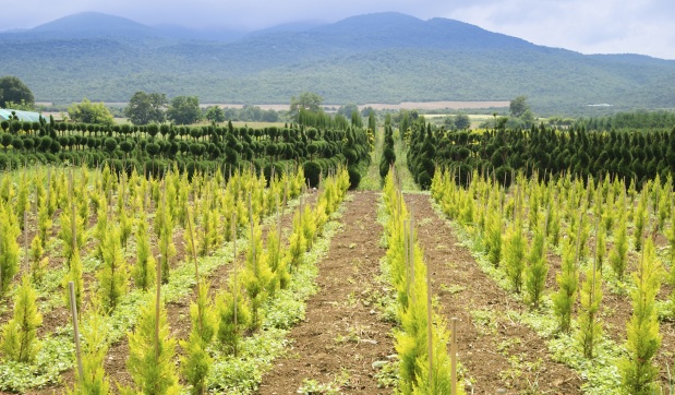Blue Dart’s Go Green initiative adds over 666,000 trees to India’s green cover in six years